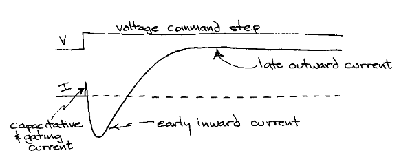 <p>2 d iff voltage gated ion currents</p><p>- an early inward current</p><p>- a late outward current</p>