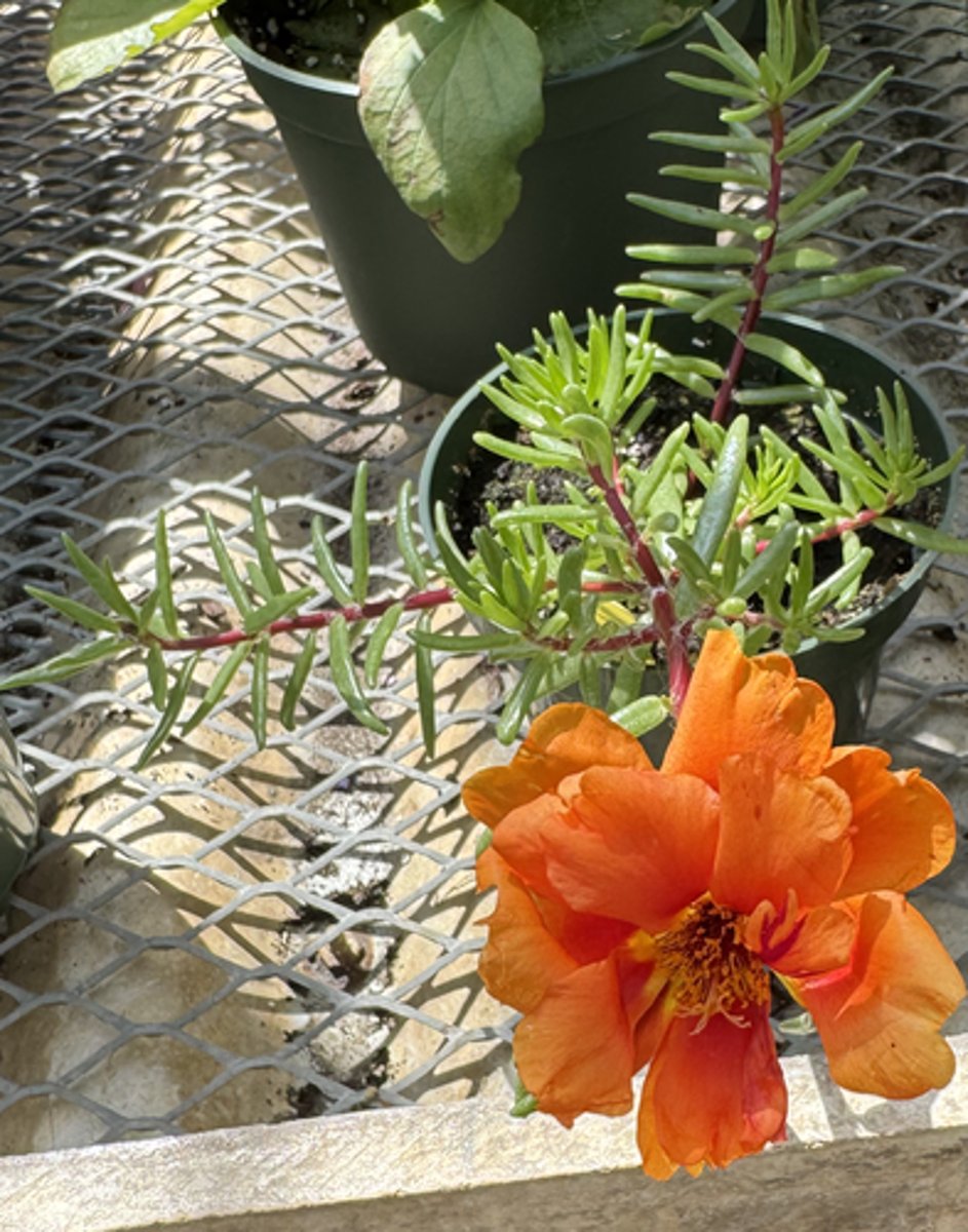 <p>What is the common name for this plant?</p>