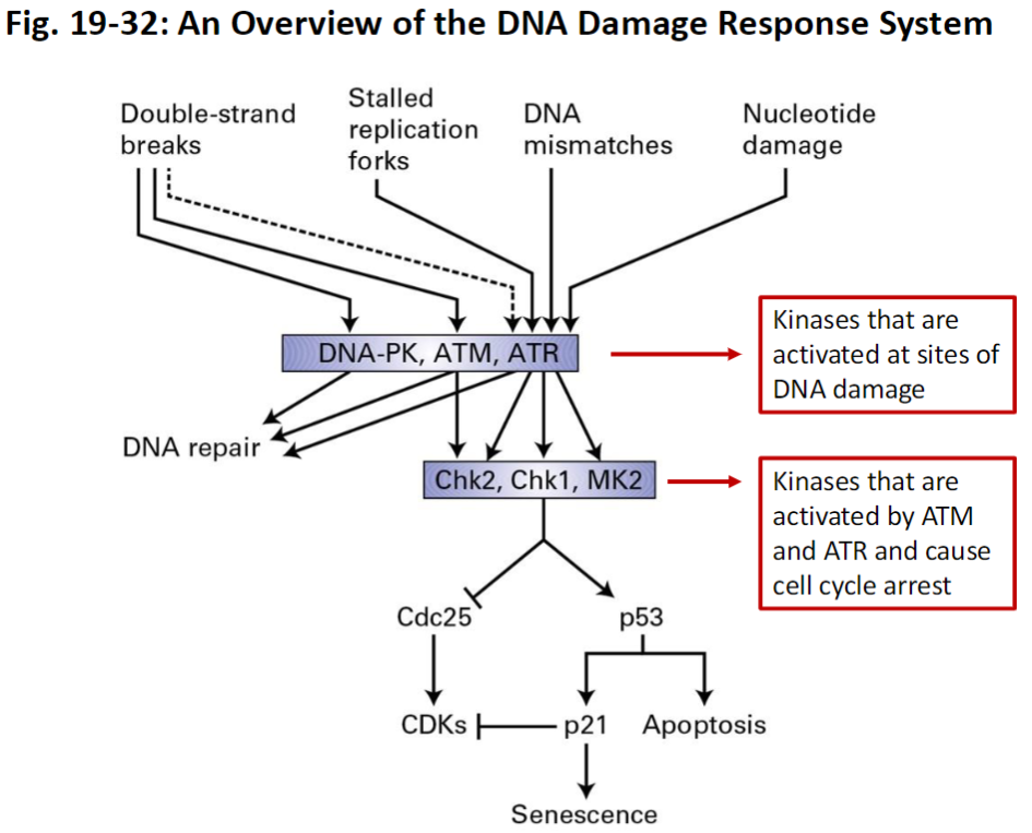 <p><strong>DNA Damage Sensors</strong><br> Detect double strand breaks, stalled replication forks, DNA mismatches, or nucleotide errors<br> Most mutations occur in non-coding DNA and are harmless<br> Mutations in coding DNA can disrupt proteins and lead to cancer</p><p><strong>Key Kinases</strong><br> <strong>ATM</strong> – activated by double strand breaks<br> <strong>ATR</strong> – activated by stalled replication forks and other DNA stress<br> <strong>DNA-PK</strong> – activated by double strand breaks</p><p><strong>Downstream Kinases</strong><br> <strong>Chk1, Chk2, MK2</strong> – activated by ATM/ATR<br>  Cause cell cycle arrest<br>  Inhibit Cdc25 phosphatase<br>  Slow CDK activity to prevent mitosis until DNA is repaired</p><p><strong>p53 Pathway</strong><br> Activated by DNA damage<br> Can trigger apoptosis in irreparable cells<br> Activates p21 which inhibits CDKs to halt cell cycle progression</p><p><strong>Overall Function</strong><br> Facilitates DNA repair, prevents damaged cells from dividing, and removes potentially tumorigenic cells</p>