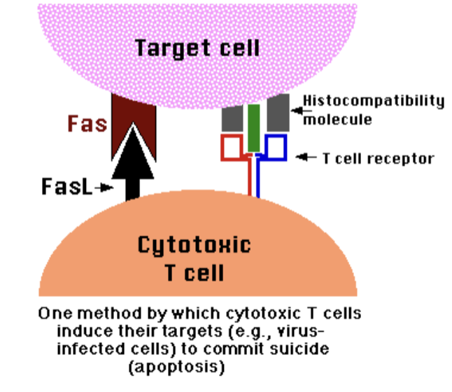 <ul><li><p><strong><mark data-color="red" style="background-color: red; color: inherit;">CD8 cells</mark></strong><mark data-color="red" style="background-color: red; color: inherit;"> </mark>become <span style="color: rgb(0, 0, 0);"><strong><mark data-color="red" style="background-color: red; color: inherit;"><span>cytotoxic T cells (TC)</span></mark></strong></span> → <span style="color: red;"><strong><span>that are capable of destroying cells haboring foreign antigens</span></strong></span></p><ul><li><p>Can also become <span style="color: blue;"><strong><span>memory T cells</span></strong></span></p></li></ul></li></ul><p></p>