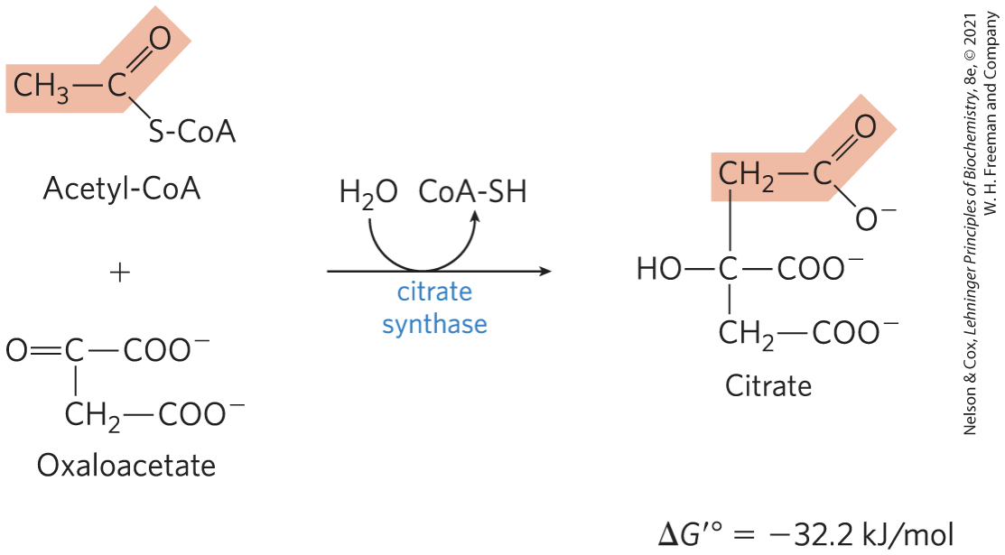 <p><strong>citrate synthase</strong> catalyzes the condensation of acetyl-CoA with <strong>oxaloacetate</strong> to form <strong>citrate</strong></p><p>– large, negative ∆G′° is needed because <strong>[oxaloacetate] is very low</strong></p>