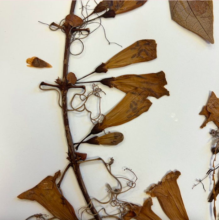 <p>Bignoniaceae</p><p><em>Bignonia</em></p>