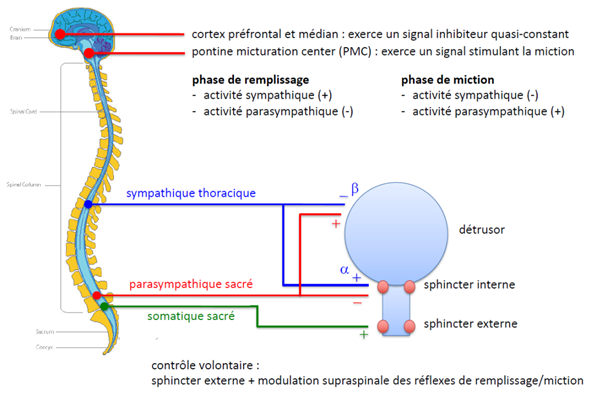 -le cortex préfrontal et médian exerce un signal inhibiteur quasi-constant et le pontine micturition center (PMC) exerce un signal stimulant la miction
-contrôle volontaire avec une action du sphincter externe et une modulation supra spinale des réflexes de remplissage et de miction
-le PMC est en permanence inhibé par le cortex préfrontal médian
-pas de miction dans un 1er temps
-le cortex préfrontal et médian reçoit des afférences sensorielles des indications sur le remplissage de la vessie
-le cortex préfrontal lève l'inhibition sur le PMC 
-le PMC induit la miction
-phase de remplissage : activité sympathique (+), parasympathique (-)
-phase de miction : sympathique (-), parasympathique (+)