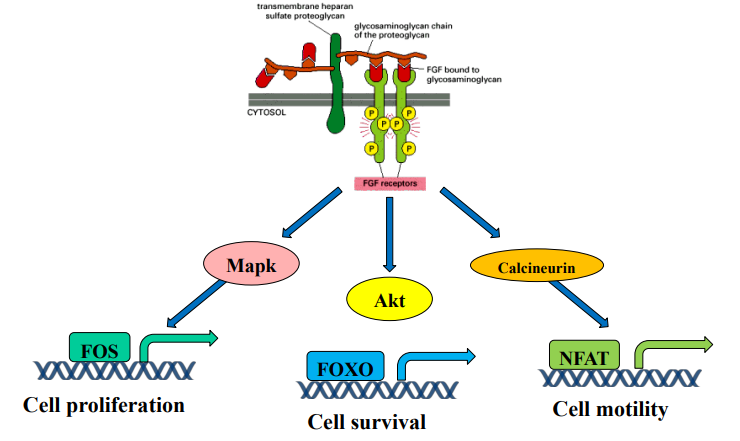 <ul><li><p><strong>Signal diversification / Pathway branching</strong>: One receptor/ligand can trigger multiple distinct cellular responses.</p></li><li><p><strong>MAPK pathway</strong> (via activated Mapk); Activates <strong>FOS</strong>.</p></li><li><p><strong>Akt pathway</strong>; Inhibits <strong>FOXO.</strong></p></li><li><p><strong>Calcineurin pathway</strong>; Activates <strong>NFAT</strong>.</p></li></ul><p></p>