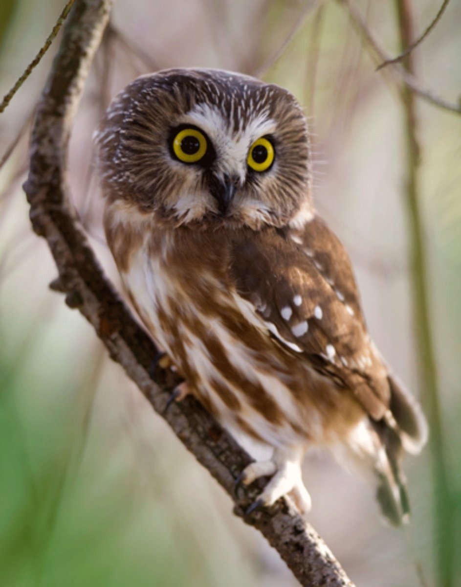 <p>Forests and woodlands</p>