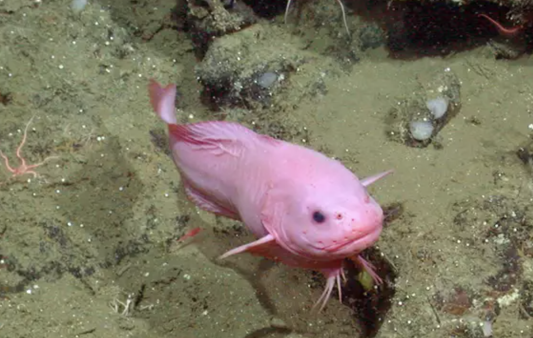 <p>snailfishes</p><p></p><p></p><p>Key traits:</p><ul><li><p>444 spp</p></li><li><p>all depths, not spiny, relatively compressed, elongated body, most with fused pelvics</p></li><li><p>dorsal-caudal-anal confluent</p></li></ul><p></p>