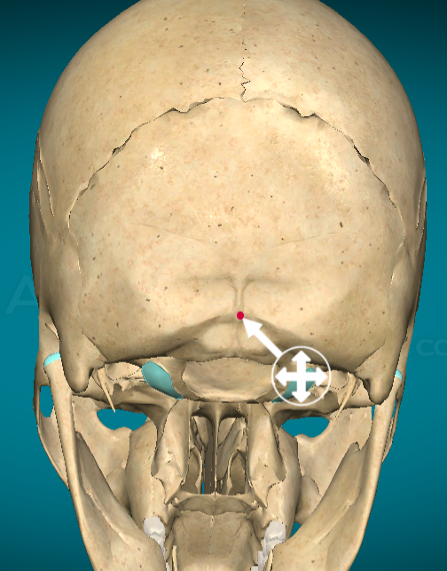<p>External occipital protuberance</p>