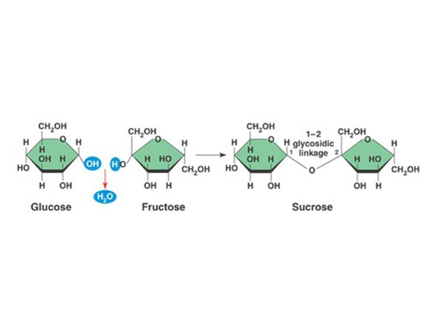 <p>a hydrogen from one molecule's hydroxyl group joins to a hydroxide from another molecule's hydroxyl group and is released as water, then the remaining oxygen joins to the other molecule</p>
