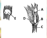 <p><span><span>The part of the grass flower denoted by the letter E in</span></span><br><span><span>the figure is called ____.</span></span></p>