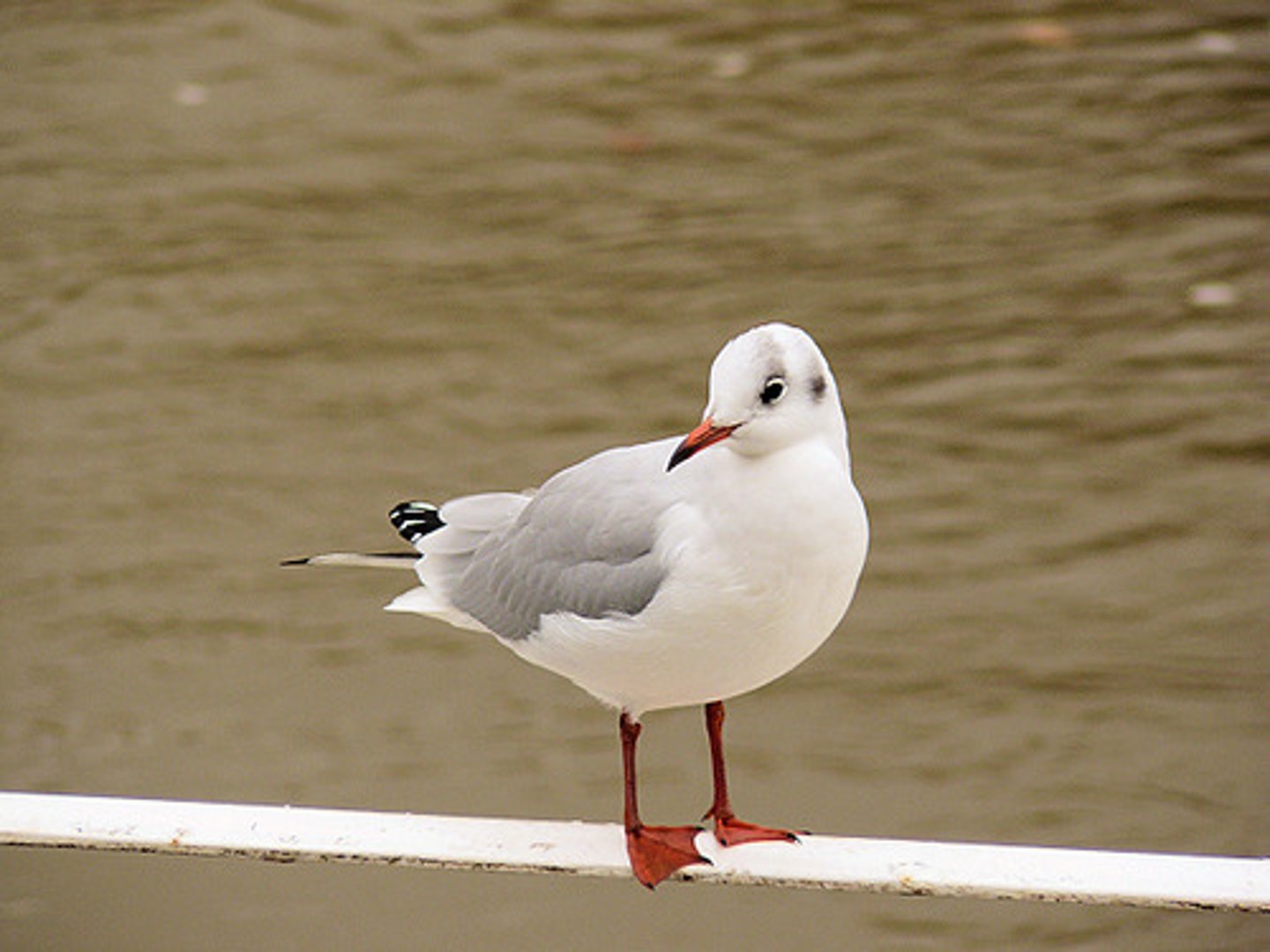 <p>Es geht um eine Möwe./ Es handelt von einer Möwe.</p><p>es acerca de una golondrina</p>