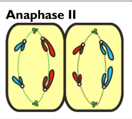 <ul><li><p><strong>Centromeres </strong>finally split, separating chromosomes</p></li><li><p><strong>Chromatids</strong> move to <strong>opposite poles </strong>of the cell</p></li></ul><p></p>