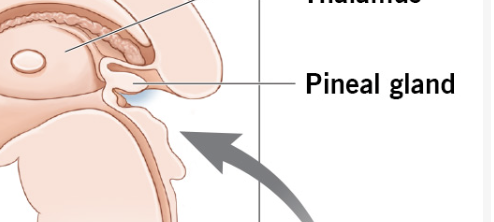 <p>It’s the Pineal Gland</p>