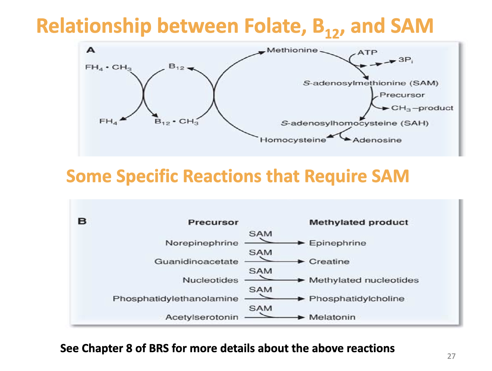 <p><span>What does this slide emphasize about SAM‑dependent reactions? &nbsp;</span></p>