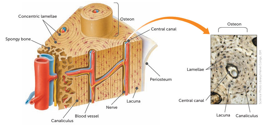 <p>. consists of many similar units called osteons or haversian systems </p><p>—&gt; run parallel to the long axis of the bone, giving the bone its max strength </p>