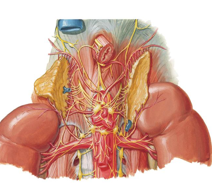 <p>Innervation af glandula suprarenalis</p>