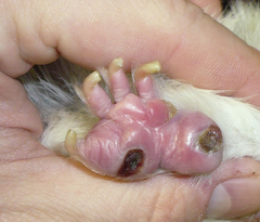 <p>What is this condition called in guinea pigs?</p>
