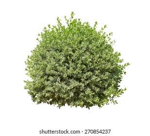 <p>Baum</p>