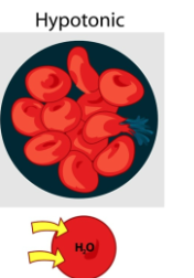 <p>Solution with lower solute concentration</p>