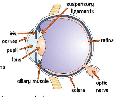 <ul><li><p>Sclera → tough, supporting wall of the eye</p></li><li><p>Cornea → transparent outer layer found at the front of eye, it refracts (bends) light into the eye</p></li><li><p>Iris → contains muscles that allow it to control diameter of the pupil (hole in middle) &amp; therefore how much light enters the eye </p></li><li><p>Lens → focuses the light onto the retina</p></li><li><p>Retina → contains receptor cells sensitive to light intensity &amp; colour</p></li><li><p>Ciliary muscles &amp; suspensory ligaments → control shape of lens</p></li><li><p>Optic nerve → carries impulses from receptors on retina to brain</p></li></ul>