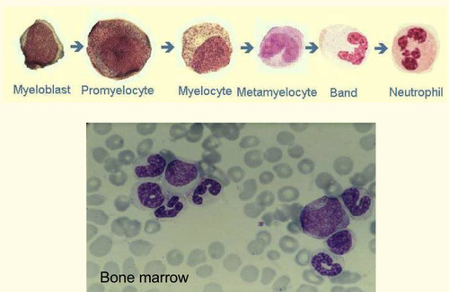 <p>Neutrophils develop in the bone marrow</p>