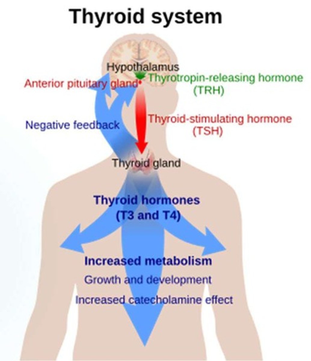 <p>TSH stimulates the release of T4 and T3 from the thyroid gland.</p>