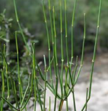 <p>Which Genus and Division does the live specimen belong to?</p>