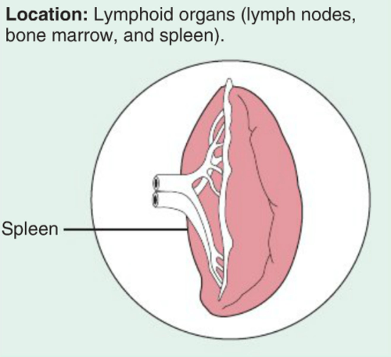 <p>lymphoid organs (lymph nodes, bone marrow, and spleen)</p>