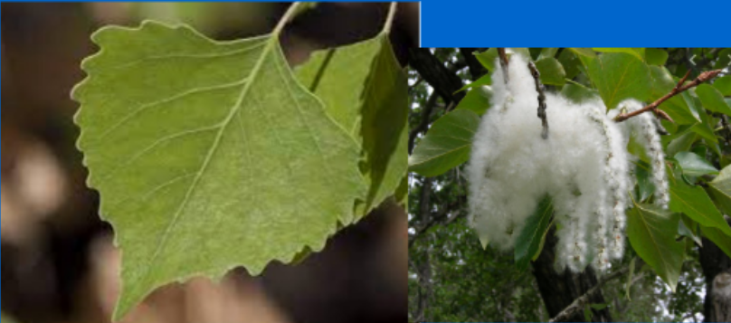 <p>Fremont cottonwood</p>