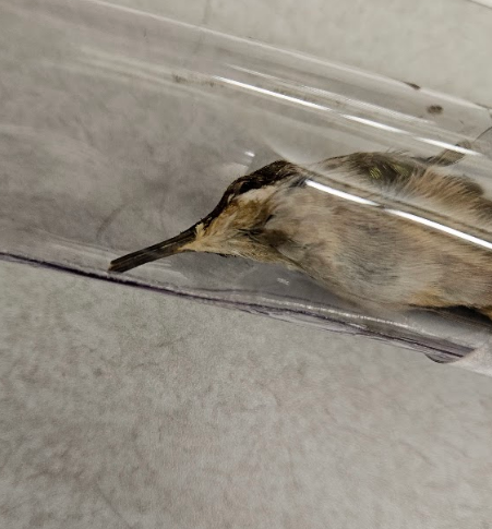 <p>the bill is generally circular, either in cross section or when viewed anteriorly </p>