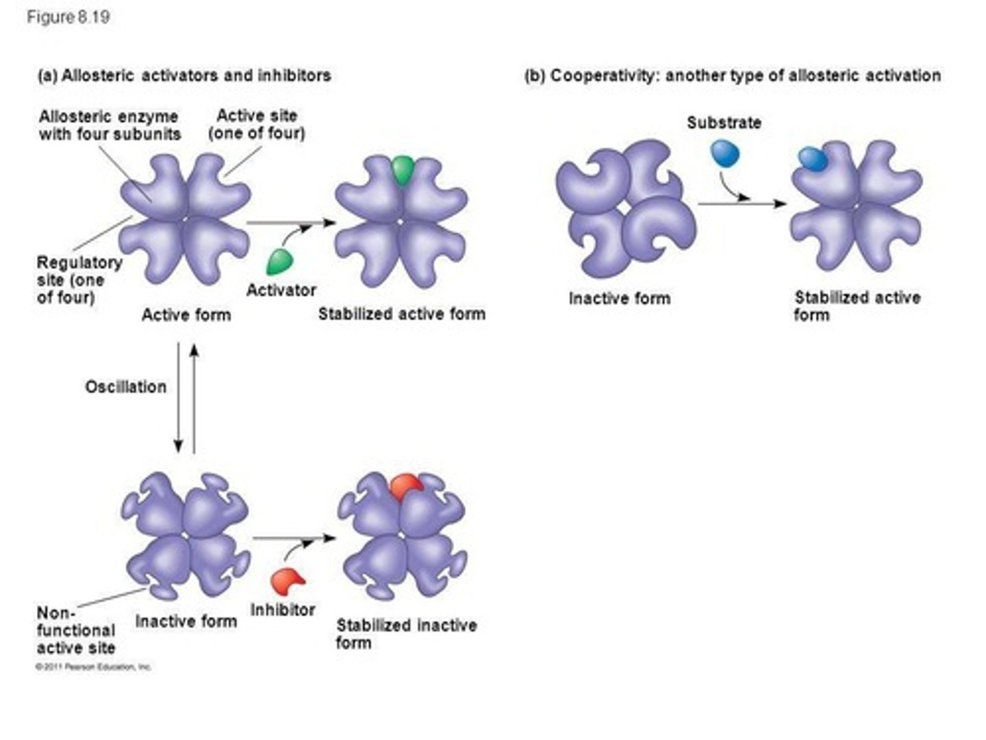<p>occurs when a regulatory molecule binds to a protein at one site and affects the proteins function at another site. It has active and inactive forms. Cooperativity can amplify enzyme activity.</p>