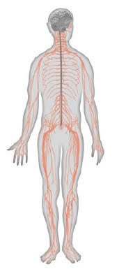 <p>what is the peripheral nervous system</p>