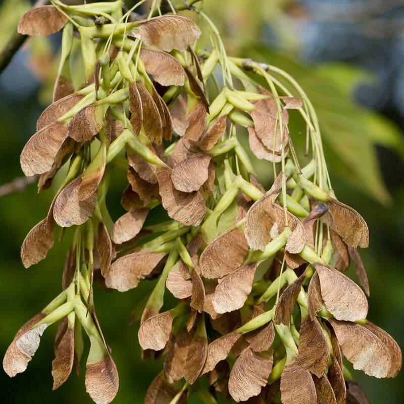<p>Acer negundo. 5 leaflets. purple twigs. seeds are helicopters</p>