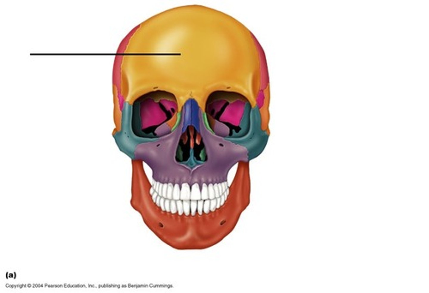 <p>Forehead</p>