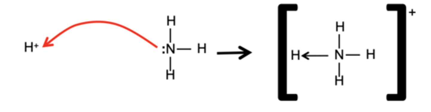 <p>The nitrogen donates both electrons for the covalent bond</p>