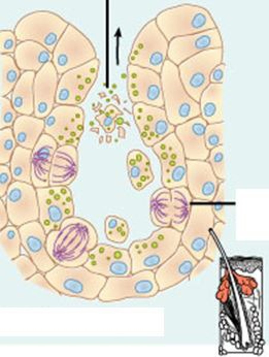 <p>release entire cells that disintegrate to release their secretions; sebaceous (oil) glands</p>