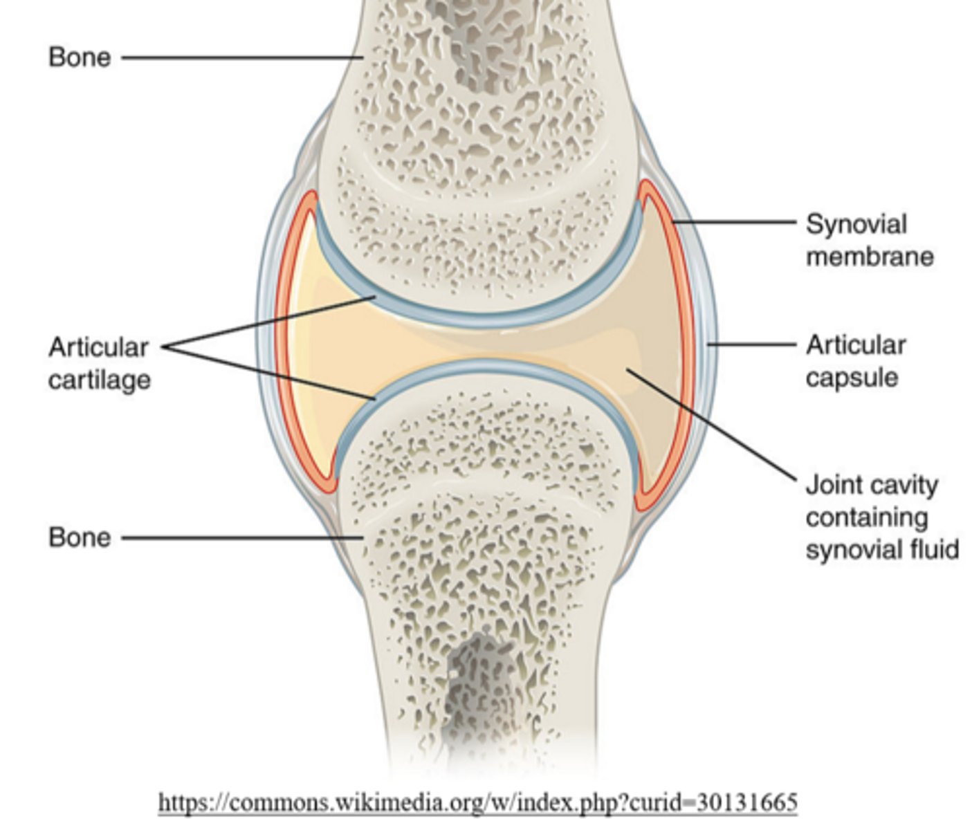 <p>synovial joints</p>