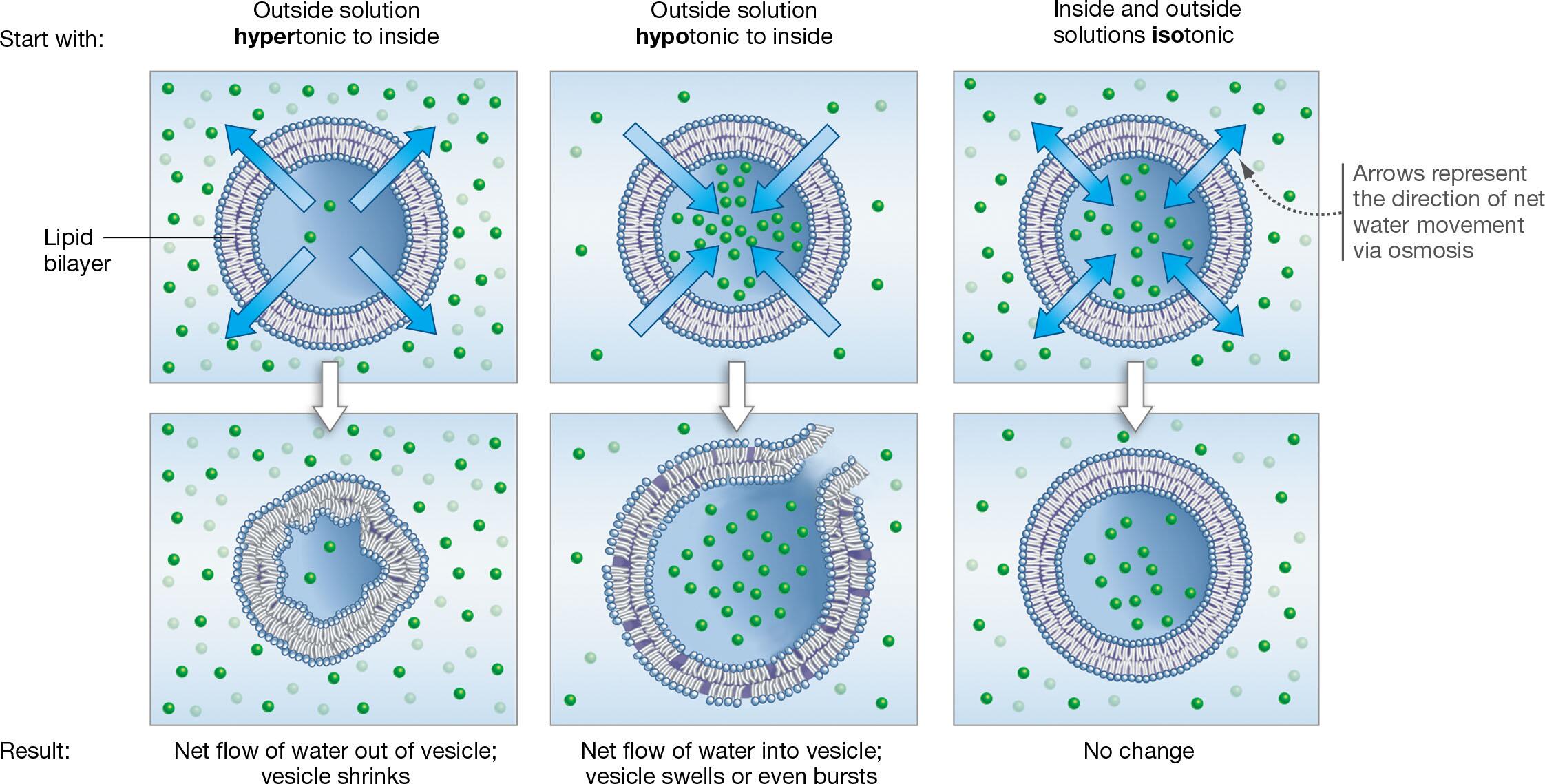 Left:Hypertonic, Middle,Hypotonic Right,Isotonic