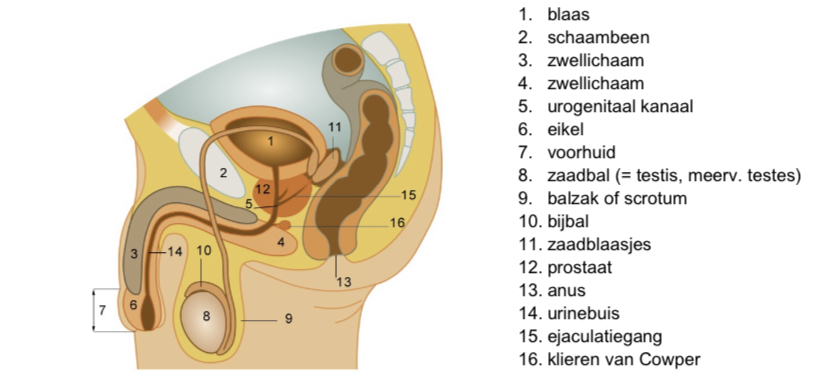 
 1. blaas 
 2. 2. schaambeen 
 3. 3. zwellichaam 
 4. 4. zwellichaam 
 5. 5. urogenitaal kanaal 
 6. 6. eikel 
 7. 7. voorhuid 
 8. 8. zaadbal (= testis, meerv. testes) 
 9. 9. balzak of scrotum 
10. 10. bijbal 
11. 11. zaadblaasjes 
12. 12. prostaat 
13. 13. anus 
14. 14. urinebuis 
15. 15. ejaculatiegang 
16. 16. klieren van Cowper