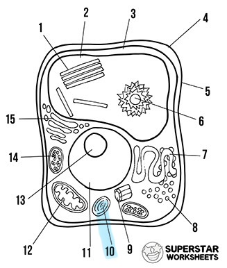 <p>What is the highlighted area called</p>