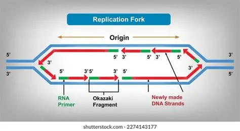 <p>The area where replication happens</p><ul><li><p>Each replication bubble has two replication forks, one travelling in each direction</p></li></ul><p></p>