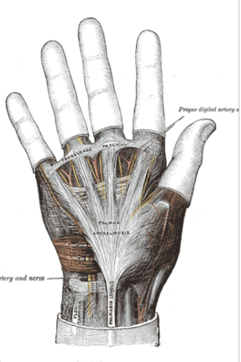 <p>dorsalflexióban (a II-V. ujj között helyezkedik el)</p>