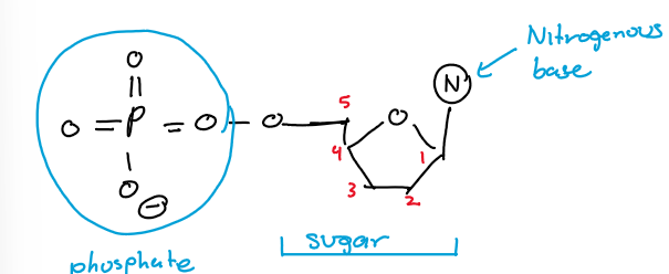 <p>Nucleic acids are polymers composed of nucleotides, which are made of a phosphate group bonded to a sugar, which is bonded to a nitrogenous base.</p>