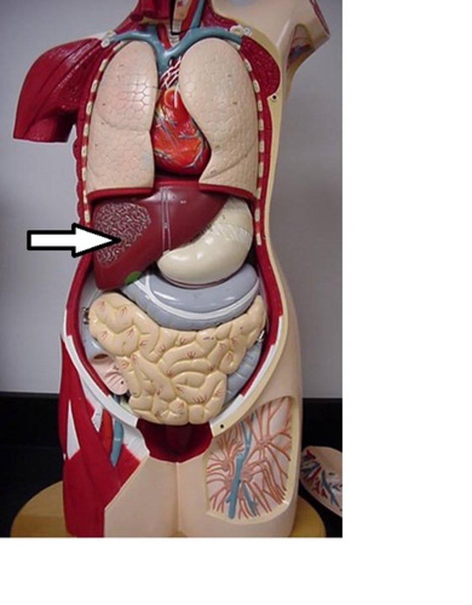<p>produces bile (a substance used to digest fats)</p>