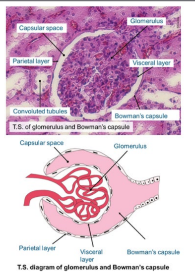 The Bowman’s capsule is a double- walled cup, lying in the cortex of the  kidney and forms the start of the nephron. 

* It encloses a capillary network called the glomerulus.