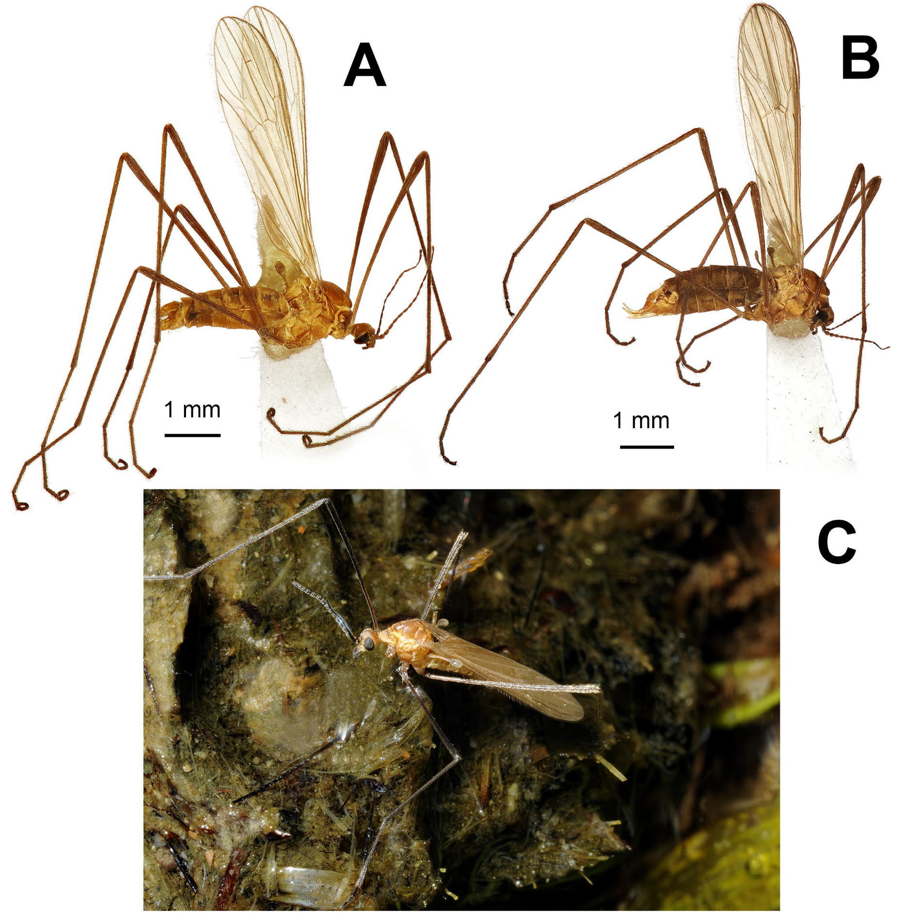 <ul><li><p>Slender, elongated bodies</p></li><li><p>Long, delicate legs</p></li><li><p>Wingvenation typically with numerous cross-veins</p></li><li><p>Distinctive V-shaped suture on the thorax</p></li><li><p>Antennae often longer than head</p></li></ul><p></p>