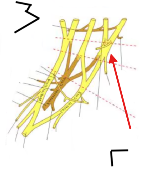 <p>What is this structure?</p>