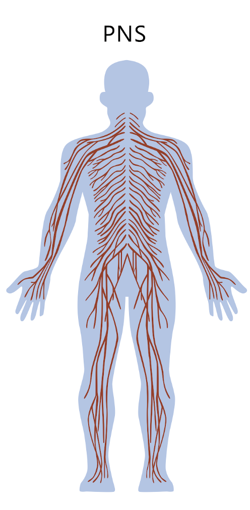 <p>made of neurons going into afferent/sensory neurons our out of efferent neurons</p>