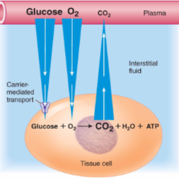 Solutes cross primarily by diffusion down concentration gradients

\
→ O2 and Glucose will travel down their \[ \] gradient into interstitial fluid and

to tissue cells 

\
→ CO2 and wastes increase in cells and travel from interstitial fluid and back to blood