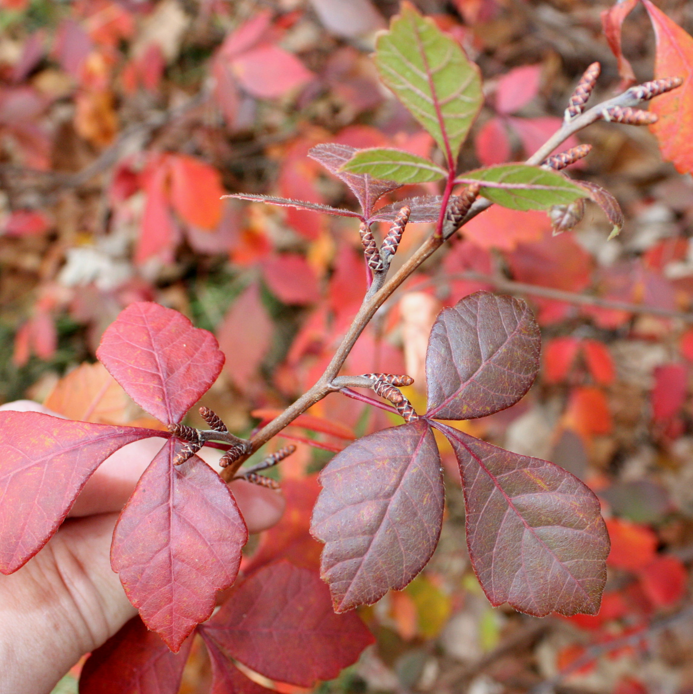 <p>Strong smell, occupies upland/rockier sites, thicketing shrub, tripholiate compound leaves, no true terminal bud, small lateral buds </p>