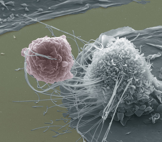 <p>what’s the function of the macrophage?</p><p>are they in tissues or circulating? </p><p>where r they?</p><p>what are they classified as?</p>